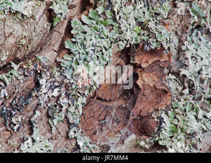 Green lichen in close-up Stock Photo