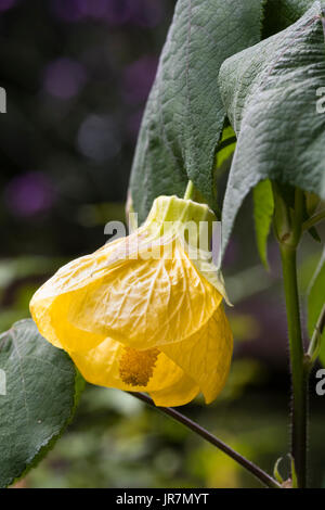 Yellow bell flower of the long flowering lax deciduous shrub, Abutilon 'Canary Bird' Stock Photo