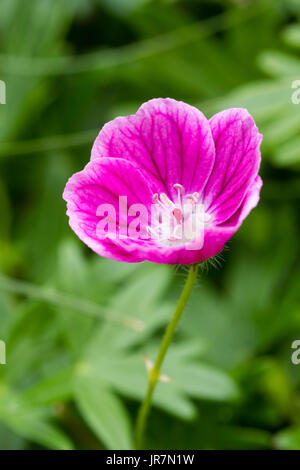 Deep pink and white flower of the hardy variety of the bloody cranesbill, Geranium sanguineum 'Elke' Stock Photo