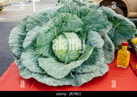 A giant freshly picked cabbage plant for sale at a local community farmer's market in Montgomery, Alabama, USA. Stock Photo