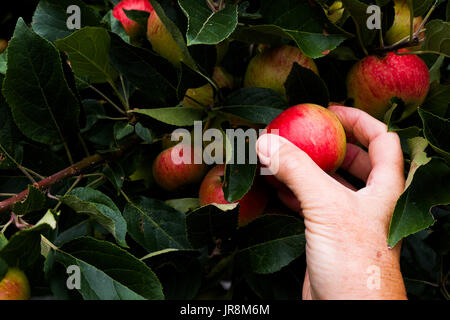 close up of A caucasian middle aged womans hand reaching out to pick an red apple of an apple tree, there are leaves from the tree and about 8 other a Stock Photo