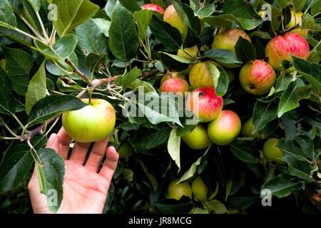 close up of A caucasian middle aged womans hand reaching out to pick an red apple of an apple tree, there are leaves from the tree and about 8 other a Stock Photo