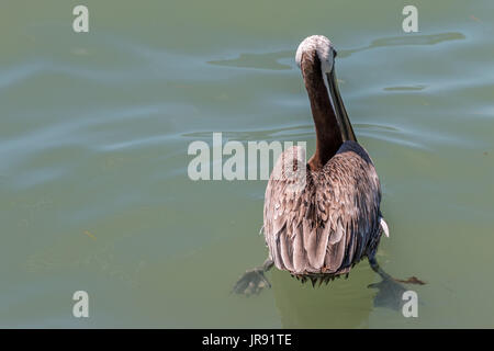 Pelican Swimming Away from the camera with Feet Open Wide under the Water Stock Photo