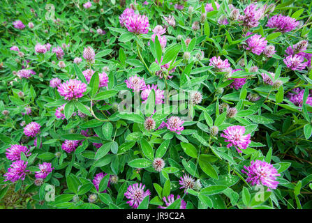 Zigzag clover (Trifolium medium) Stock Photo