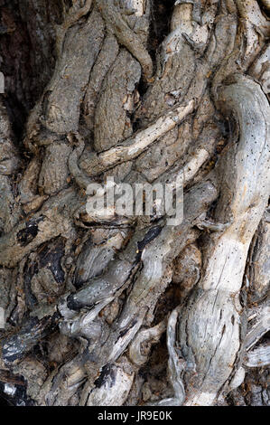 Dead ivy stems on the tree trunk of an oak tree. Stock Photo