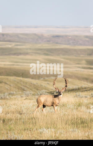 A mature Mule deer (Odocoileus hemionus) buck on the wide open plains of Grasslands National park Stock Photo
