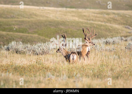Two mature Mule deer (Odocoileus hemionus) bucks with velvet on the open plains of Grasslands National park Stock Photo