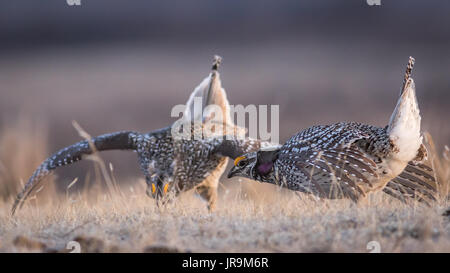 Two adult Sharp-tailed Grouse ( Tympanuchus phasianellus) displaying courtship behaviour during a dance off on their lek Stock Photo
