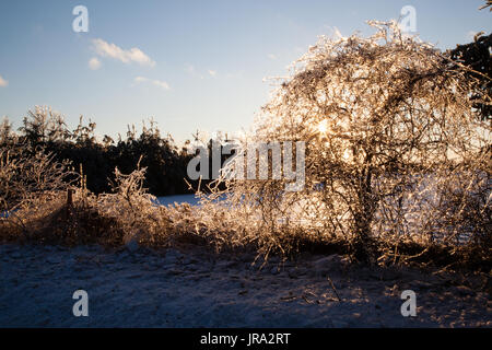 After an ice storm, the trees and bushes are covered in a layer of ice, which shows a sunlit glow in all of its branches Stock Photo