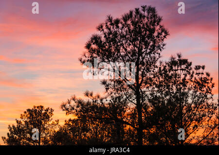 Pine trees loaded with pine cones and silhouetted against a colorful sunset sky at Stone Mountain Park in Atlanta, Georgia. (USA) Stock Photo