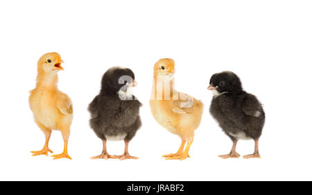 Two yellow chickens and a couple black isolated on a white background Stock Photo