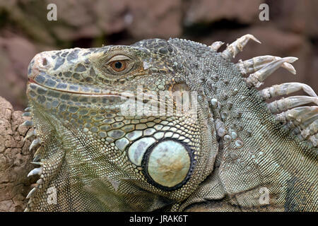 Common Green Iguana in Attica Zoological Park in Greece Stock Photo