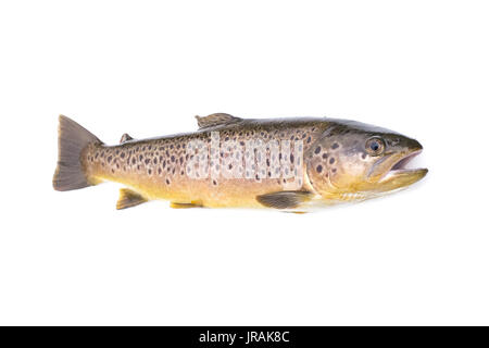 Brown trout fish Salmo trutta isolated on a white studio background. Stock Photo