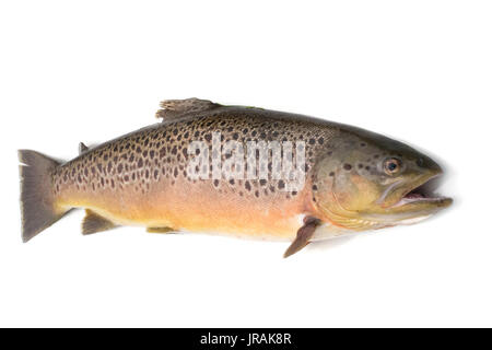 large brown trout (5.2lbs) isolated on a white studio background. Stock Photo