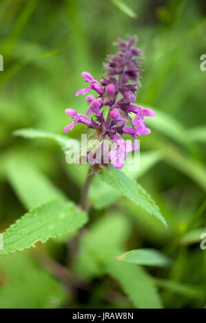 Plants of The Tyne Valley - Hedge Woundwort, / Stachys sylvatica Stock Photo
