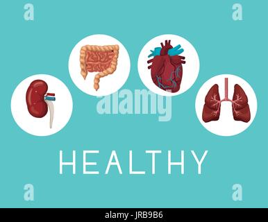 color background with icons circular frame intern organs human body text healthy Stock Vector