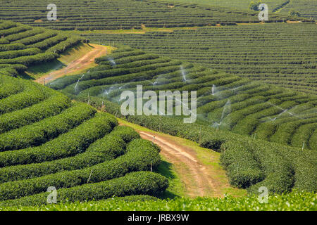 Mae Chan tea plantations in Northern Thailand Stock Photo