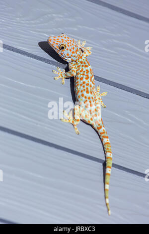 Tokay Gecko on wooden wall in Thailand Stock Photo