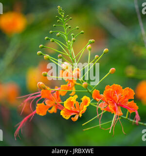 Peacock Flower's orange flowers booming (Caesalpinia pulcherrima ), close up shot. Stock Photo