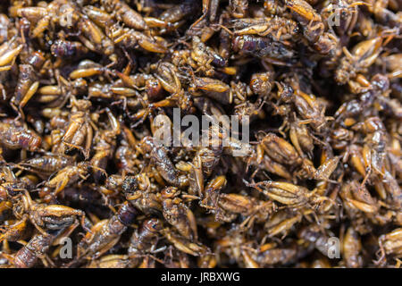 Exotic Asian food. Fried grasshoppers is a popular street food in Myanmar (Burma) Stock Photo