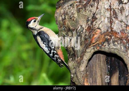 Great spotted woodpecker, juvenile (Dendrocopos major), Dorset, UK Stock Photo