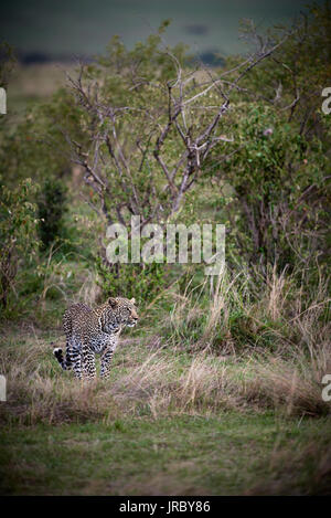 Leopard in Masai Mara, Kenya Stock Photo