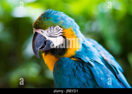 Parrot macaw, closeup on a green background Stock Photo