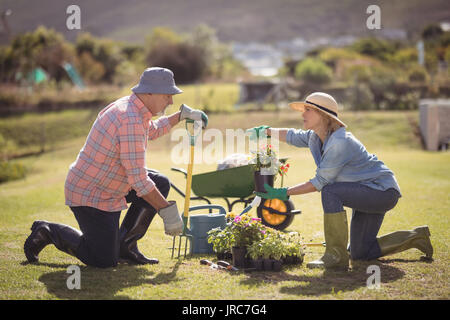Senior couple interacting with each other while gardening on a sunny day Stock Photo