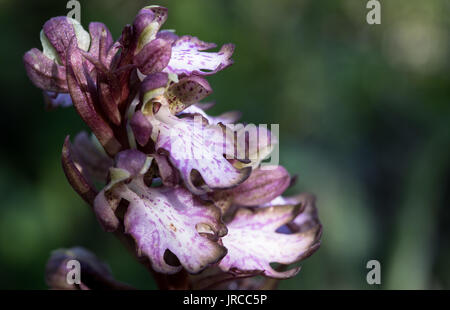Beautiful Himantoglossum robertianum, wild orchid flower from the flora of Cyprus. Stock Photo
