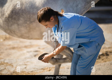 Side view of female vet examining horse hoof at barn Stock Photo