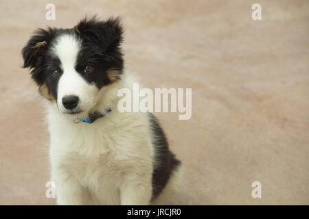 Portrait of border collie sitting on sand at beach Stock Photo
