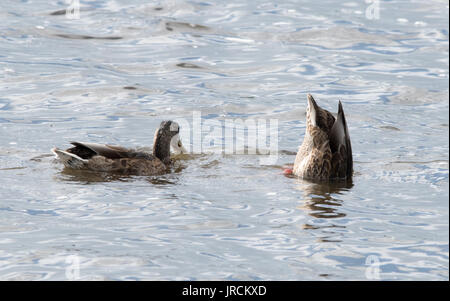 Two Mallard Ducks Stock Photo