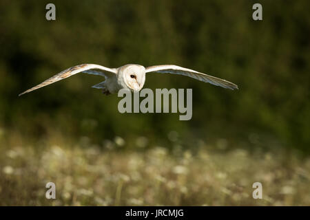 Barn owl in flight over English wild flower meadow with green foliage in the background.