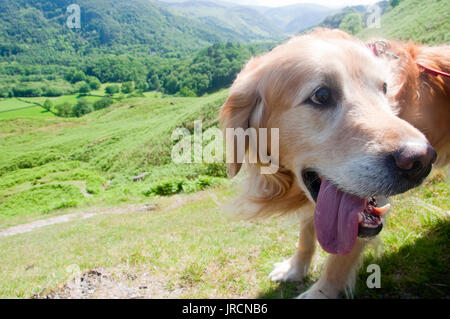 An adult Golden Retriever going for a walk on Cat Bells hill in the Lake District National Park, England, U.K. Stock Photo