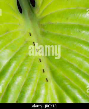 Ants crawling on the green leaf of a hosta plant Stock Photo