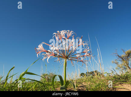 Nerine (Nerine laticoma), blooming, Kalahari Desert, Kgalagadi Transfrontier Park, South Africa Stock Photo