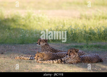 Cheetah (Acinonyx jubatus), female with her two subadult female cubs, resting after having fed, during the rainy season in green