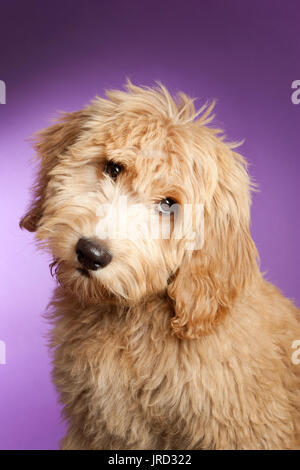 Portrait of puppy labradoodle, he is light brown or tan and looking up with a tilted head. Stock Photo