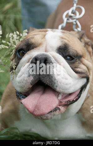 Close up of a dogs face Stock Photo