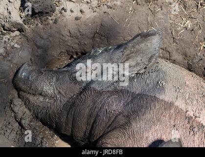 A pig lying in mud. Stock Photo