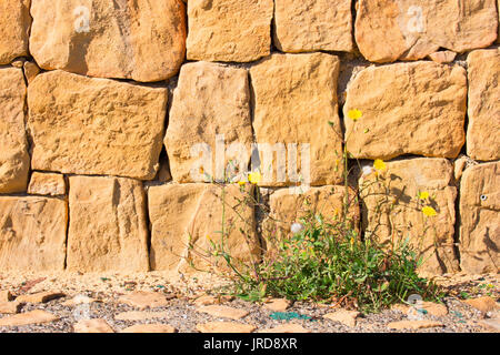 Wall. Beautiful wall with green plant. Stones. Stock Photo