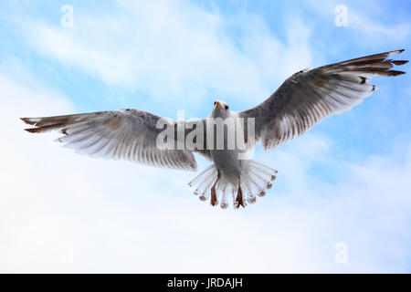 Flying sea-gull in the sky close-up Stock Photo