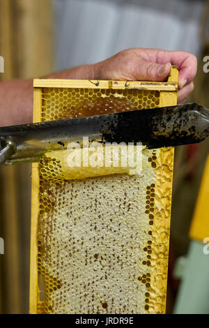 Using a hot knife, Patti Butler slices the wax off the honeycomb to reveal the golden sweet honey below. The Butler's were harvesting honey from their Stock Photo