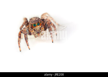 Cute Baby Spider With Big Eyes Looking In Camera On White Background