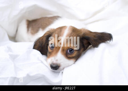 white and tan/brown dachshund puppy sleeping in white sheets Stock Photo