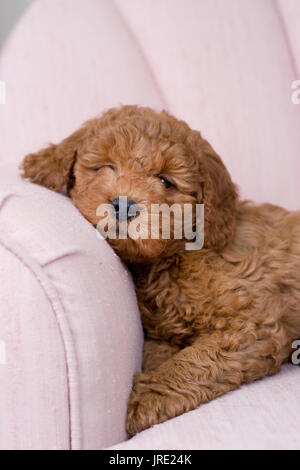 brown cockapoo/poodle looking very sleepy in a pink arm chair Stock Photo