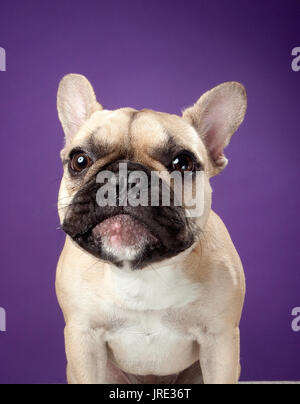 portrait of tan and dark brown french bulldog looking serious Stock Photo