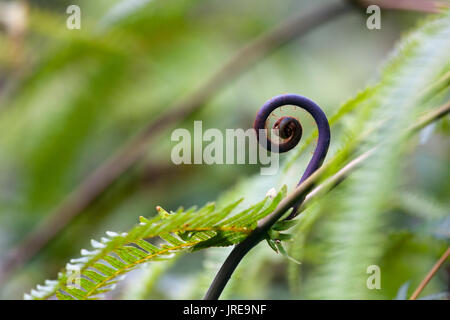 HI00376-00...HAWAI'I - Uluhe fern (Dicranopteris linearis) in the forest on the island of Hawai'i. Stock Photo