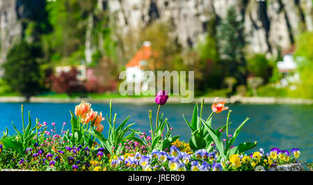 Colorful tulips on blured background, riverside, Namur, Messe, Belgium Stock Photo