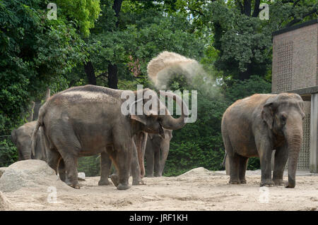 An elephant is throwing sand on its back in the Berlin Zoo, Berlin, Germany, 3 August 2017. Photo: Christina Peters/ZB Stock Photo